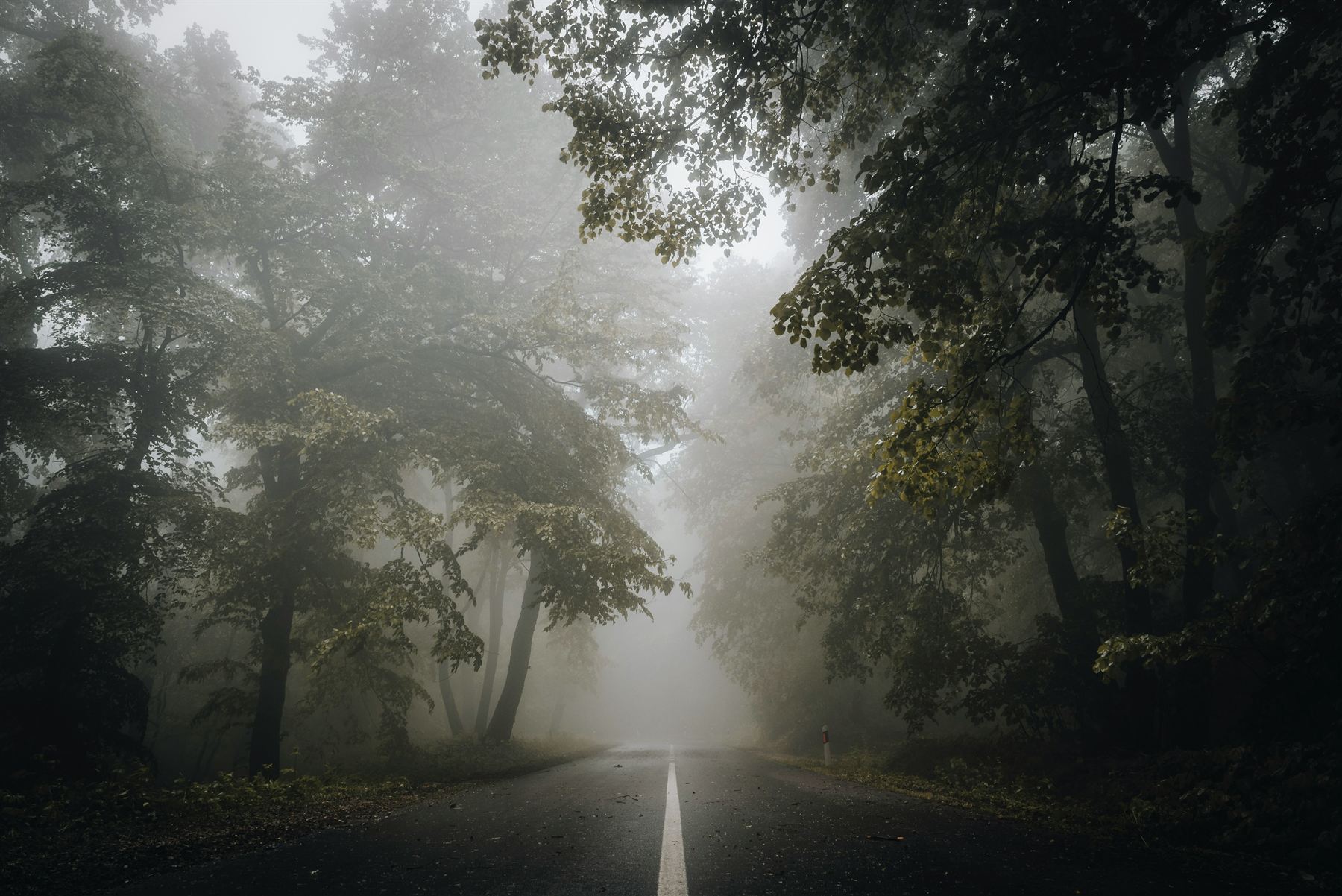 A tree-lined road disappearing into thick morning fog.